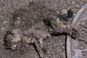 I found this poor guy on a factory road near Greenwood Cemetary... how appropriate. It was hard to tell if he got run over or if he was lying down due  to the heat and then got run over. I feel as if cats are rarely the victim of straight up roadkill.